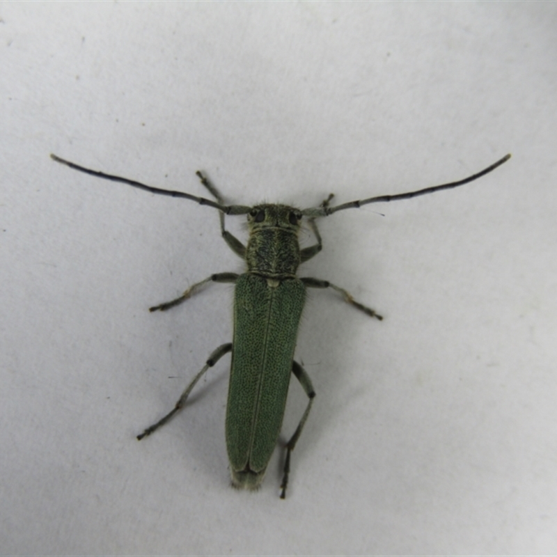 Phytoecia caerulescens