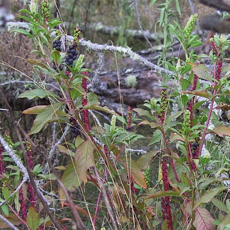 Phytolacca octandra