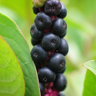 Phytolacca octandra