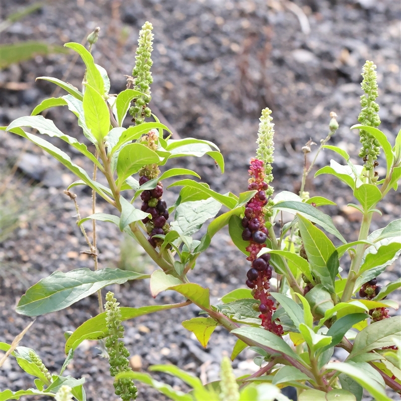 Phytolacca octandra