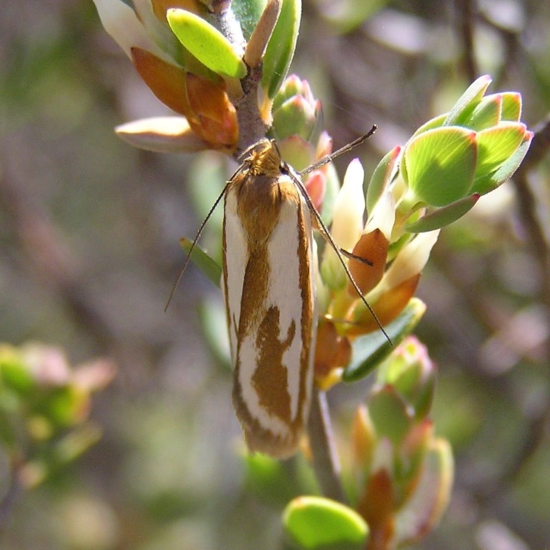 Phytotrypa propriella