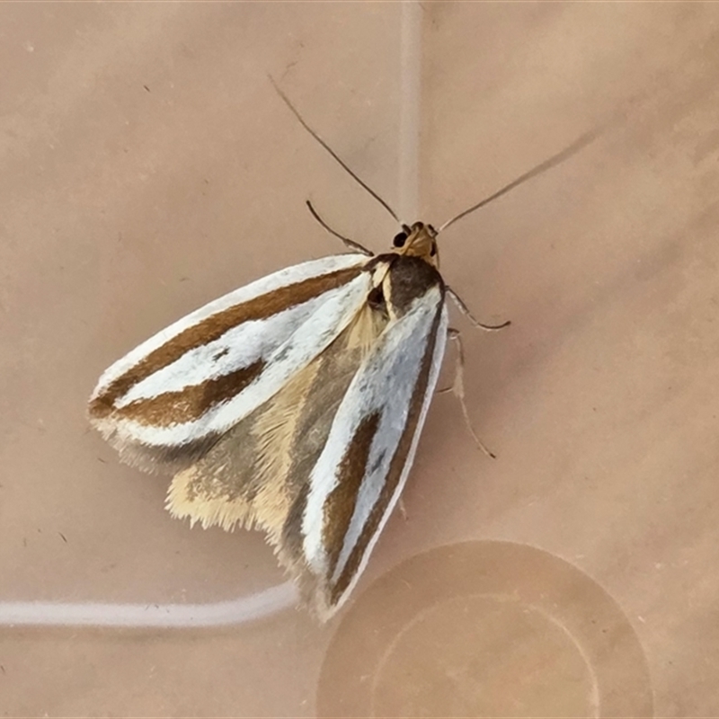 Phytotrypa propriella