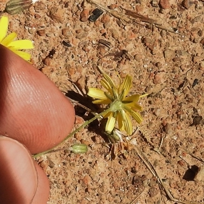 Picris angustifolia