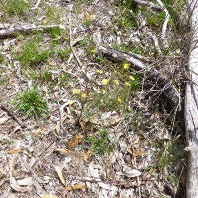 Picris angustifolia subsp. angustifolia