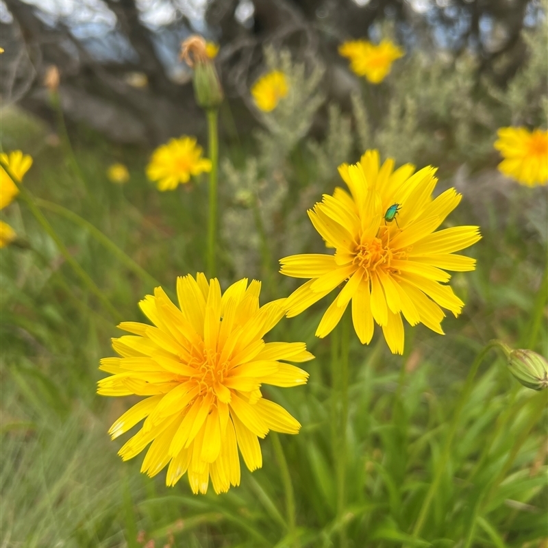 Picris angustifolia subsp. merxmuelleri