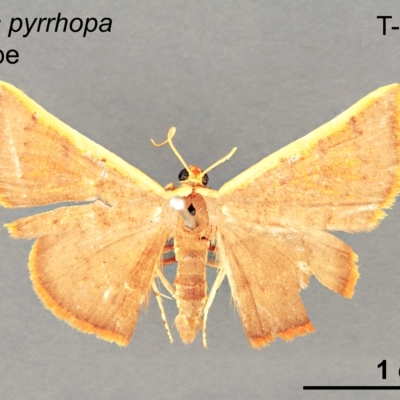 Picromorpha pyrrhopa