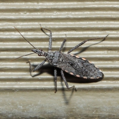 Piestolestes obscurus