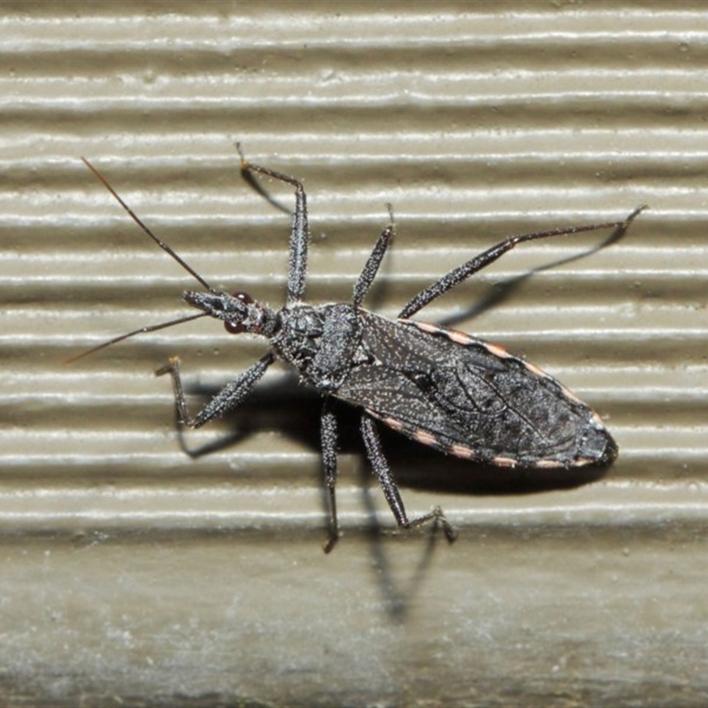 Piestolestes obscurus