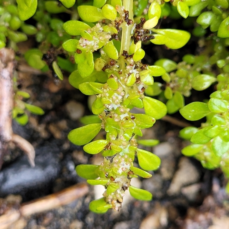 Pilea microphylla