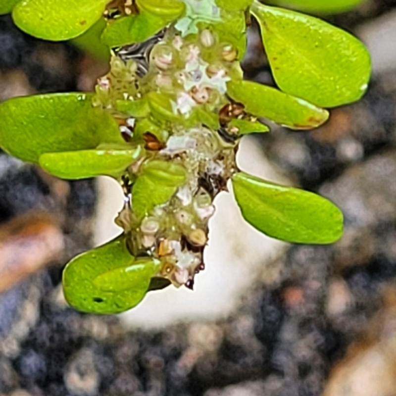 Pilea microphylla