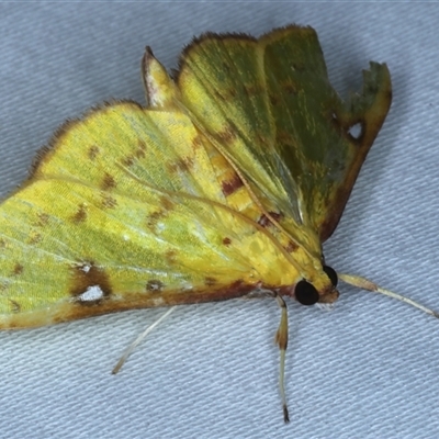 Archernis callixantha