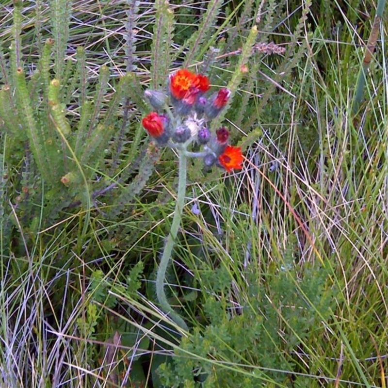 Pilosella aurantiaca