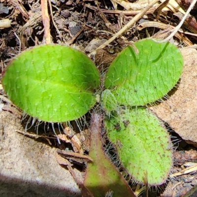 Pilosella aurantiaca