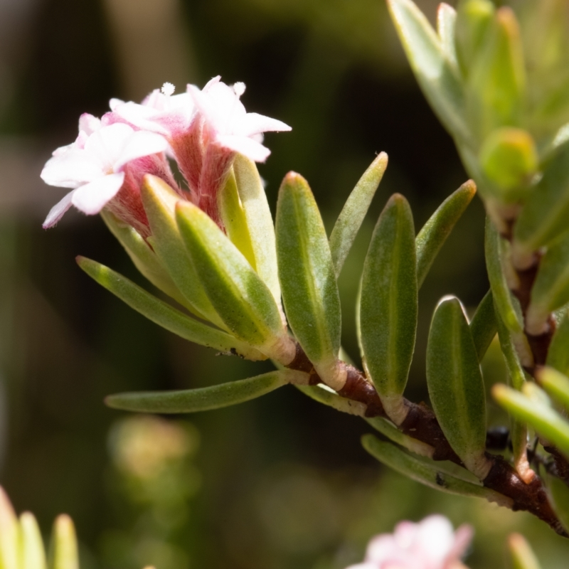 Pimelea alpina