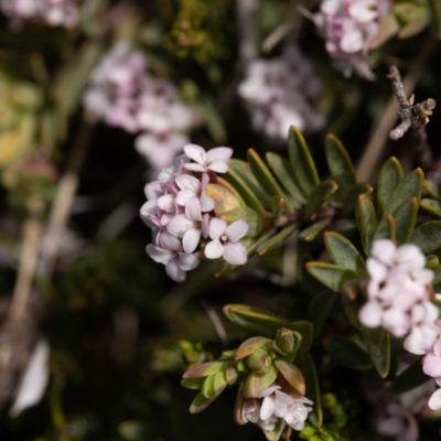 Pimelea alpina