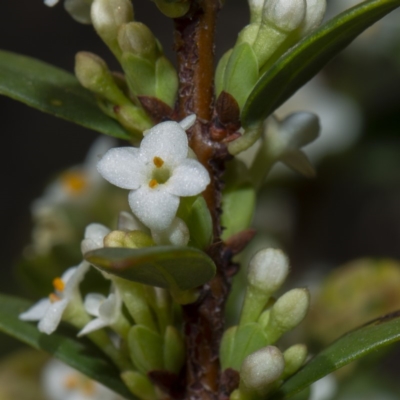 Pimelea axiflora subsp. alpina