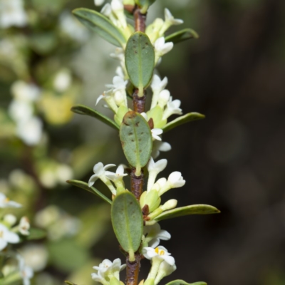 Pimelea axiflora subsp. alpina
