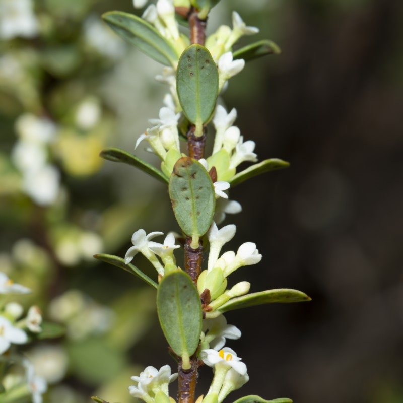 Pimelea axiflora subsp. alpina