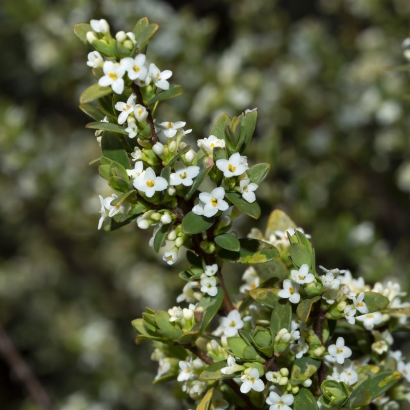 Pimelea axiflora subsp. alpina