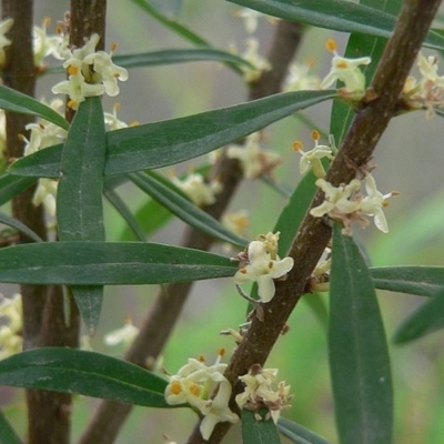 Pimelea axiflora subsp. axiflora