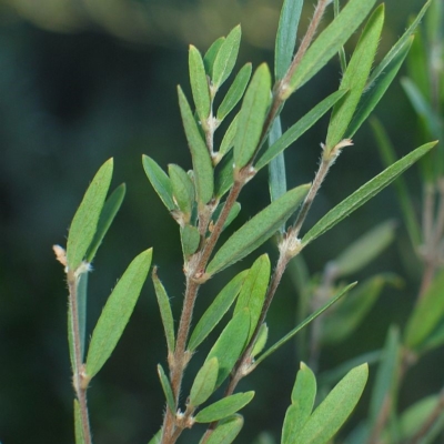 Pimelea axiflora subsp. pubescens