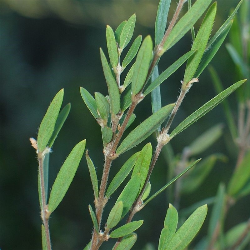 Pimelea axiflora subsp. pubescens