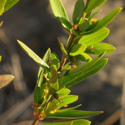 Pimelea axiflora subsp. pubescens