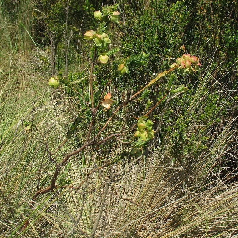 Pimelea bracteata