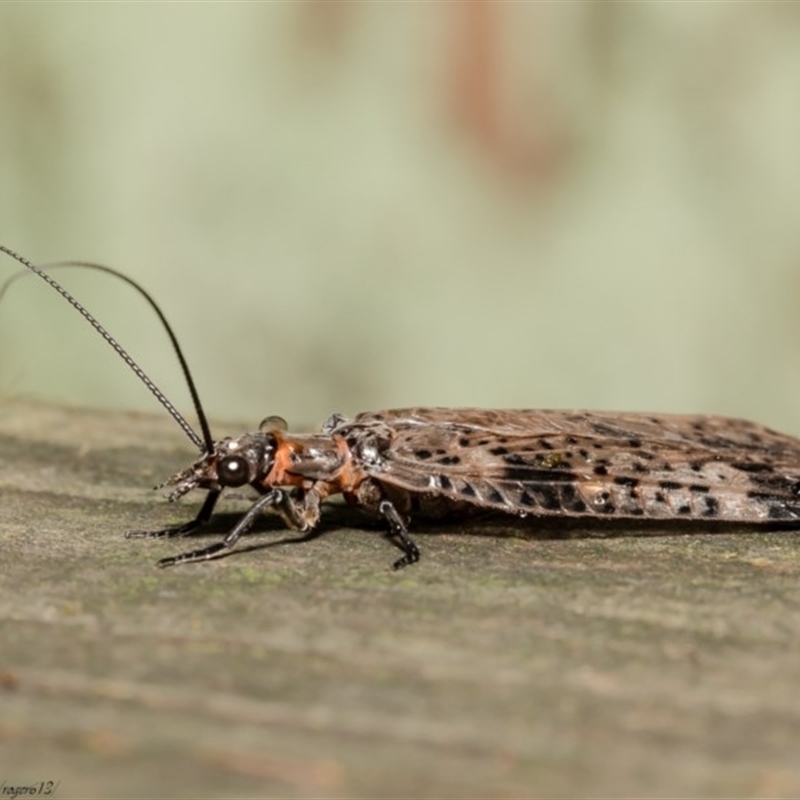 Archichauliodes (Riekochauliodes) guttiferus