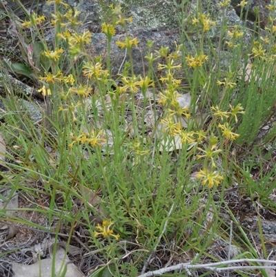 Pimelea curviflora