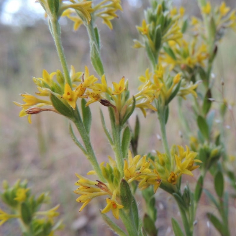 Pimelea curviflora