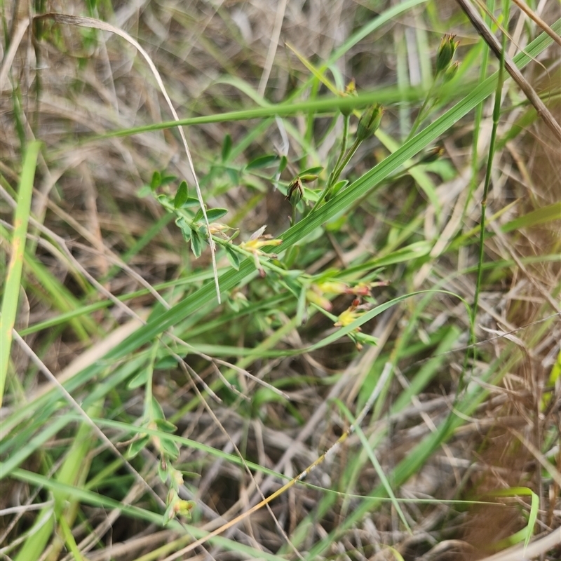 Pimelea curviflora var. curviflora