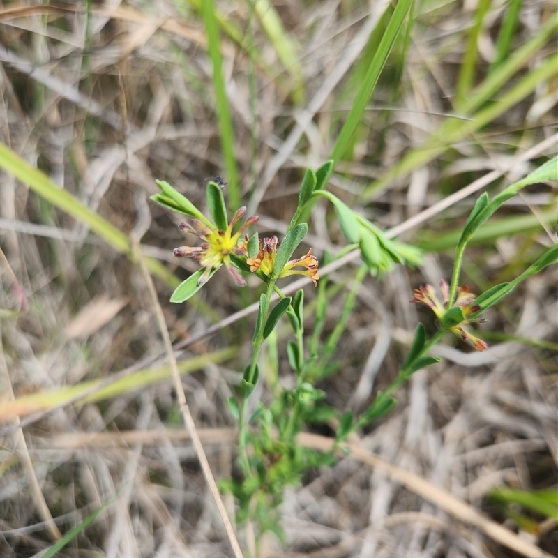 Pimelea curviflora var. curviflora