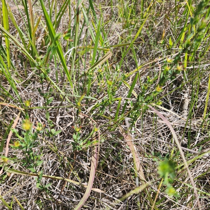 Pimelea curviflora var. curviflora