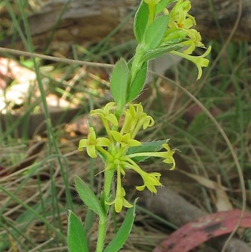 Pimelea curviflora var. gracilis