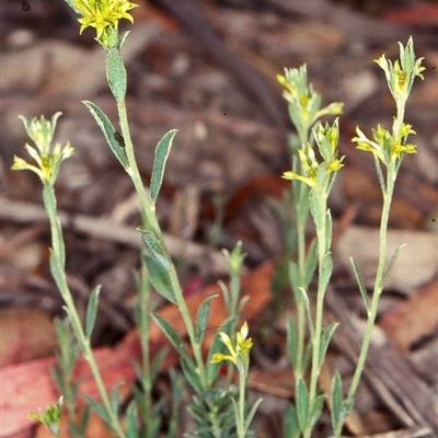 Pimelea curviflora var. sericea