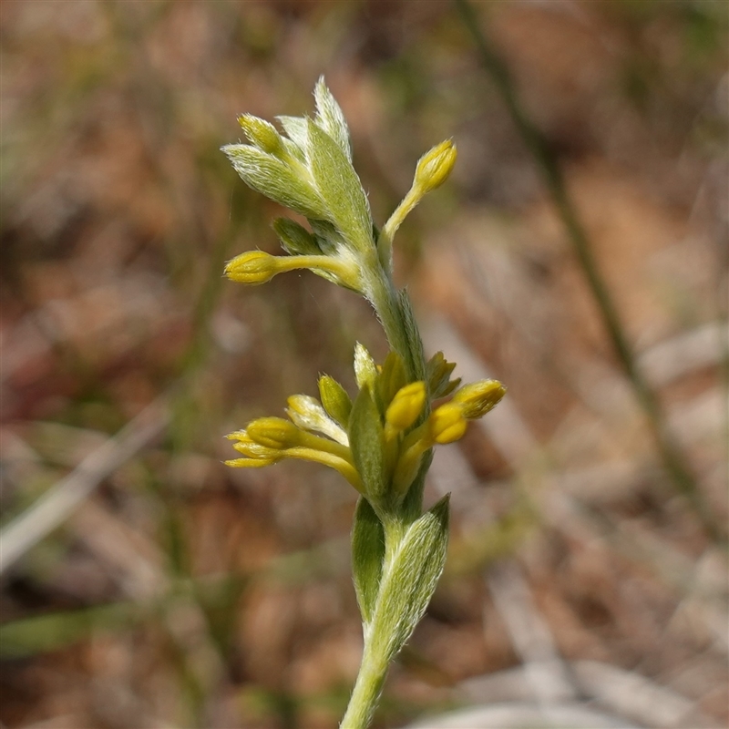 Pimelea curviflora var. sericea