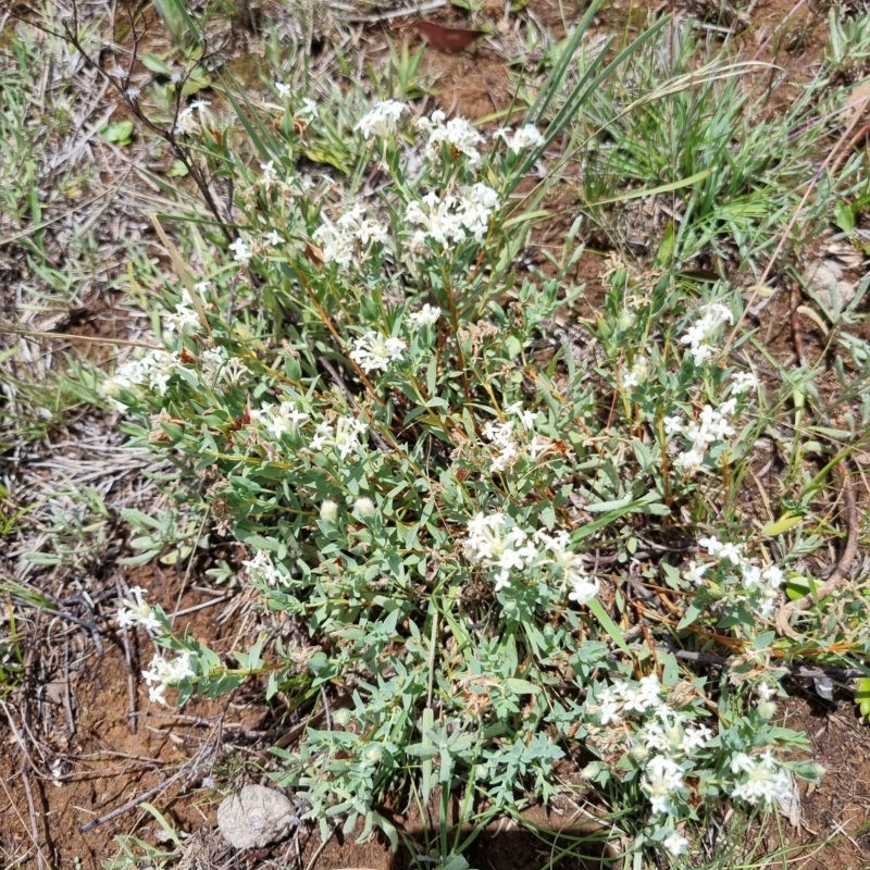 Pimelea glauca