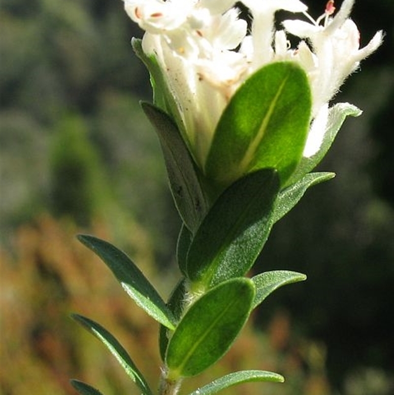 Pimelea humilis