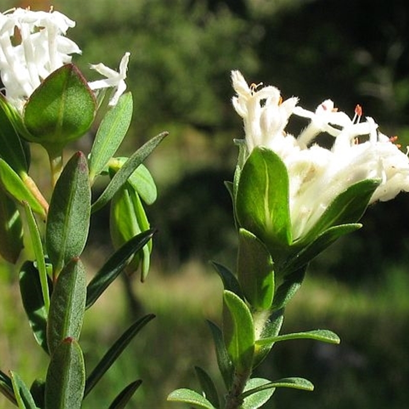 Pimelea humilis