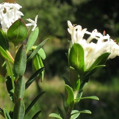 Jackie Miles, humilis on R, linifolia on L