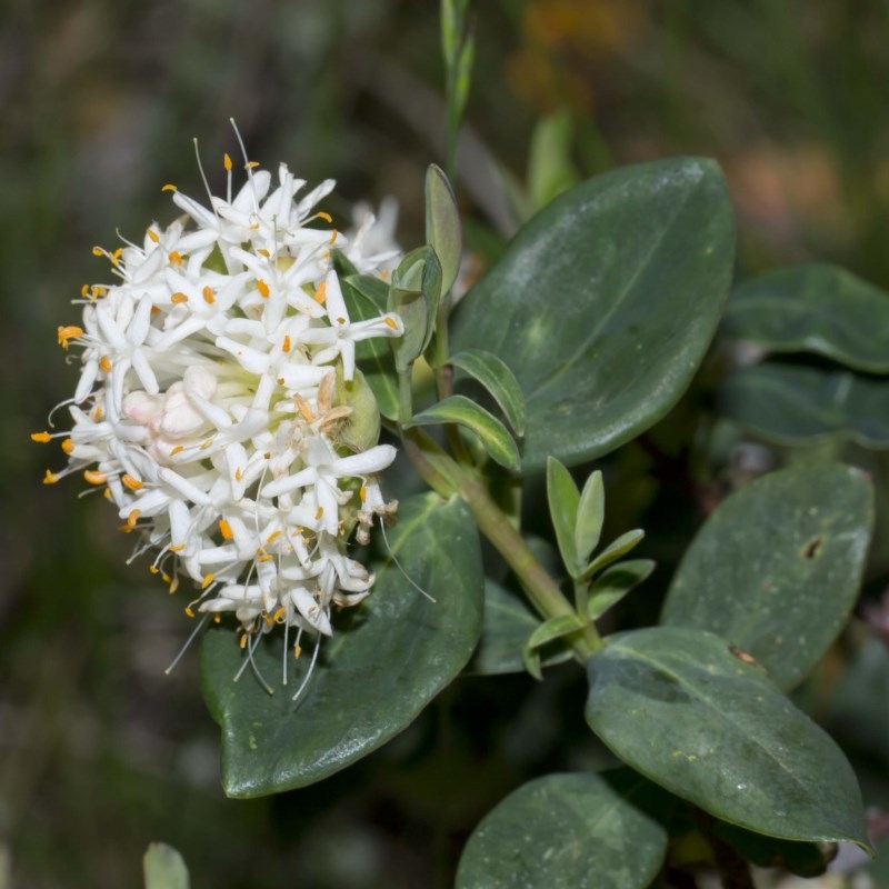 Pimelea ligustrina subsp. ciliata