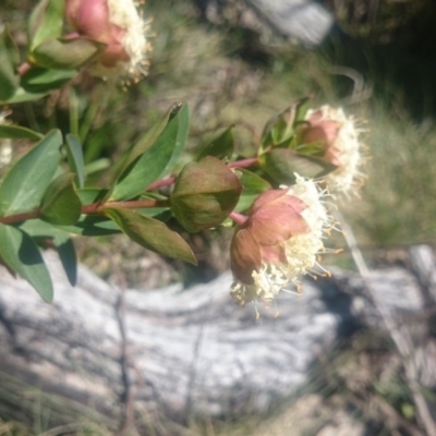 Pimelea ligustrina subsp. ciliata
