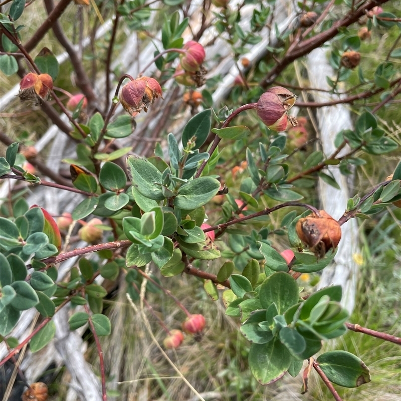 Pimelea ligustrina subsp. ciliata