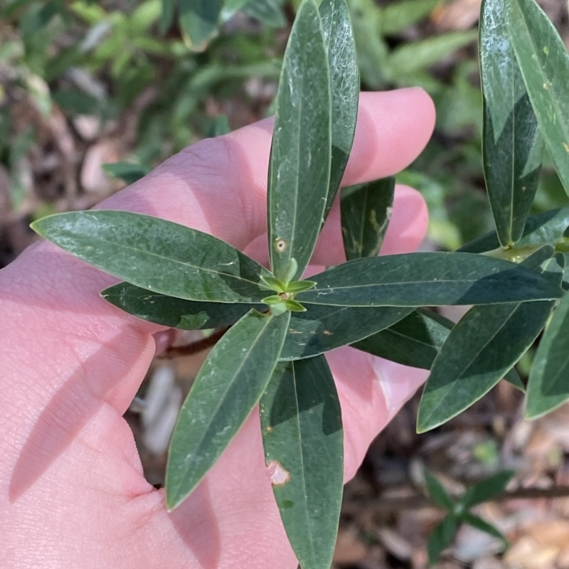 Pimelea ligustrina subsp. hypericina