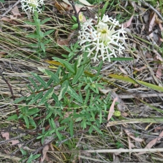 Pimelea linifolia