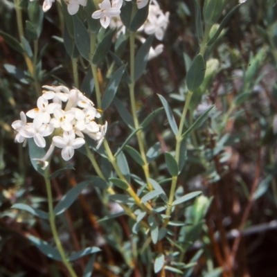 Pimelea linifolia subsp. caesia