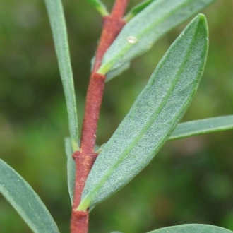 Faint intramarginal vein on leaf underside