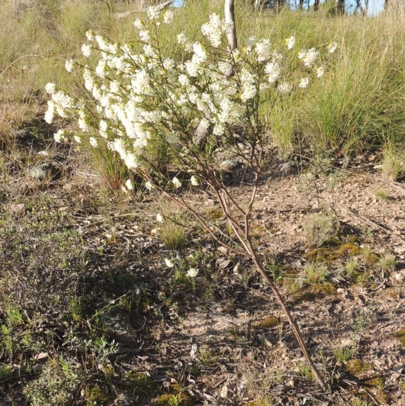 Pimelea linifolia subsp. linifolia