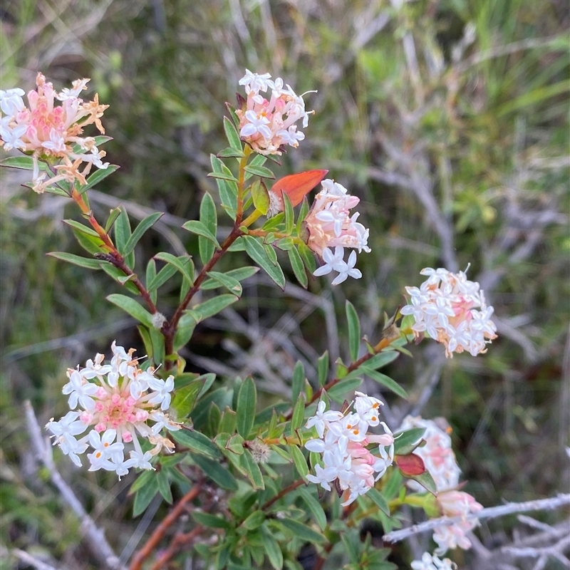 Pimelea linifolia subsp. linifolia